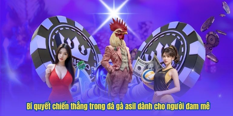 Bí quyết chiến thắng trong đá gà asil dành cho người đam mê