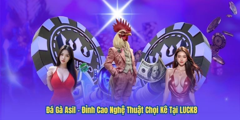 Đá Gà Asil – Đỉnh Cao Nghệ Thuật Chọi Kê Tại LUCK8
